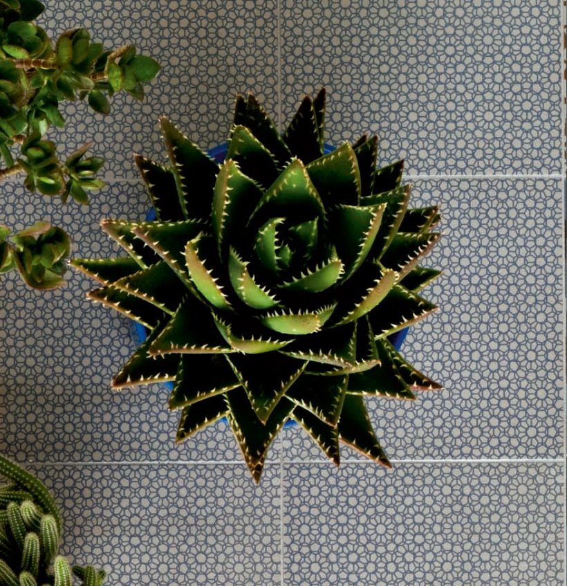 Mutina, Azulej Renda 20x20 cm