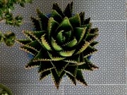 Mutina, Azulej Renda 20x20 cm